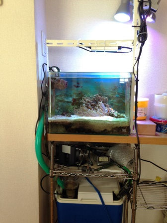 Aquarium �V�X�e��