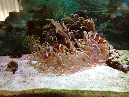 �J�N���N�}�m�~�ƃC�\�M���`���N