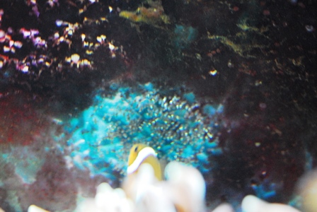 �N�}�m�~�̗�