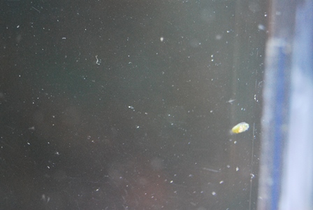 �J�N���N�}�m�~�̒t��