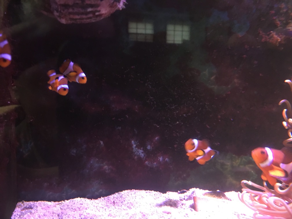 �t���̐����c��