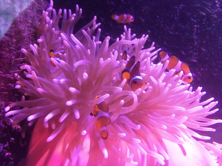 �V�����C�\�M���`���N