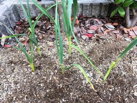 �k�C���̋u