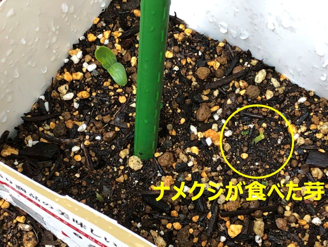 �i���N�W��Q