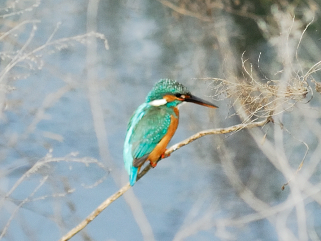 �i��l�Ff/4.5