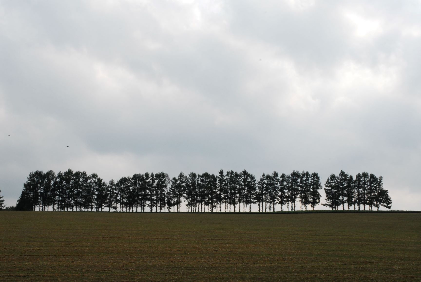 �k�C���̋u