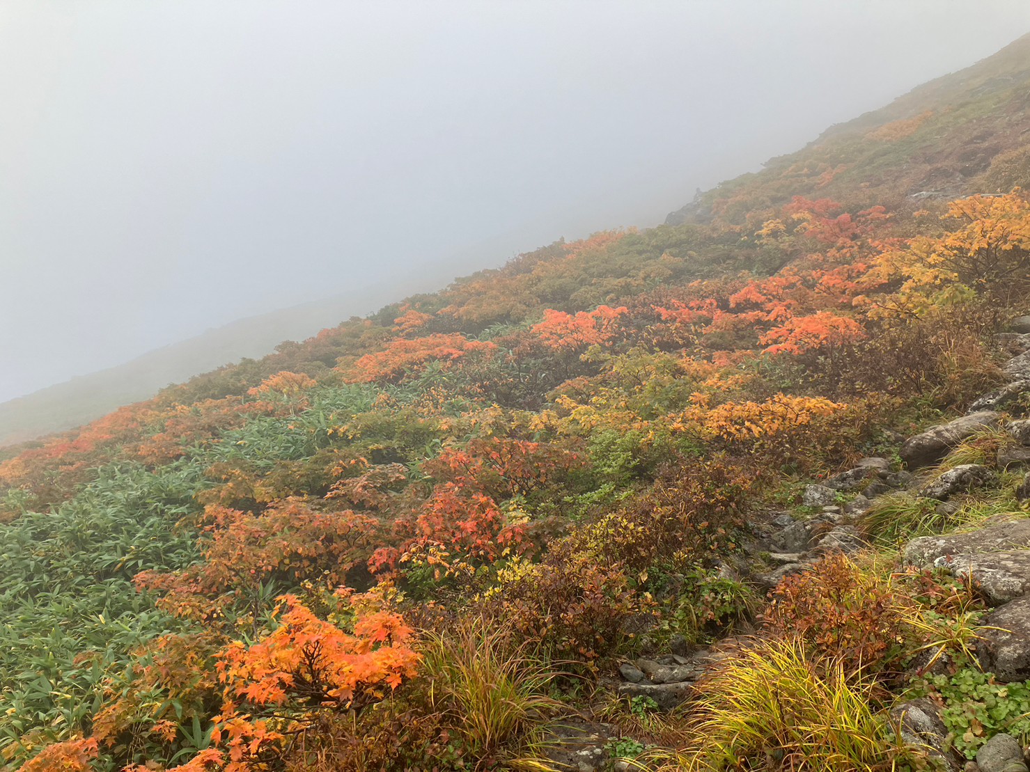 ���R�̍g�t