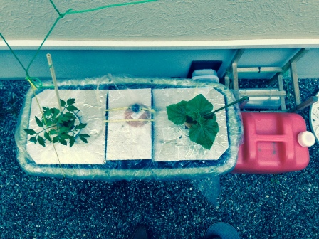 �P�T�Ԍ�̗l�q