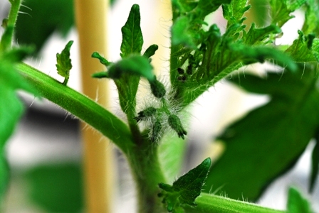 �g�}�g�̂ڂݔ���