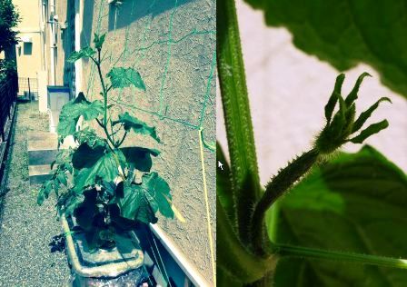 �L���E���̗l�q