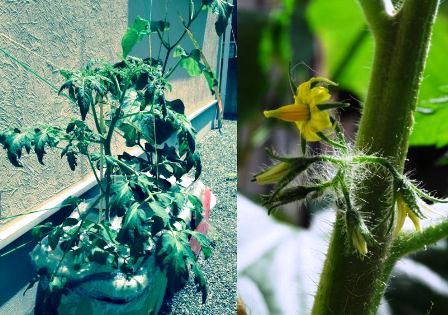 �g�}�g�̗l�q