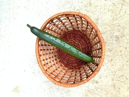 ���N���߂ẴL���E�����n