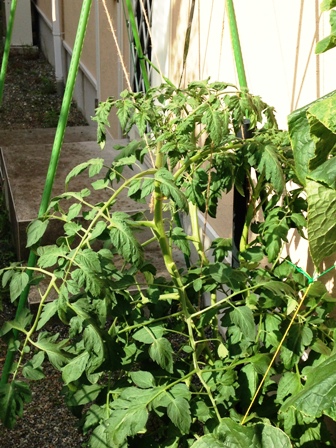 �g�}�g�̗l�q