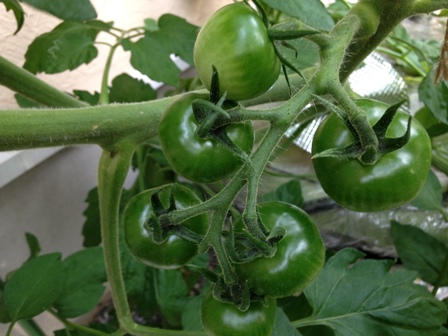 ���̃g�}�g�̎�