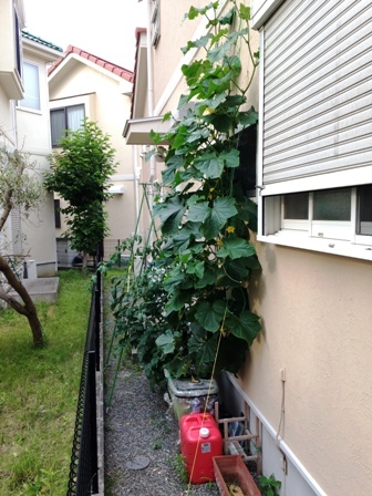 �L���E���̏�