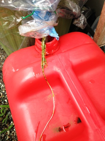 �L���E���̍��̔×�