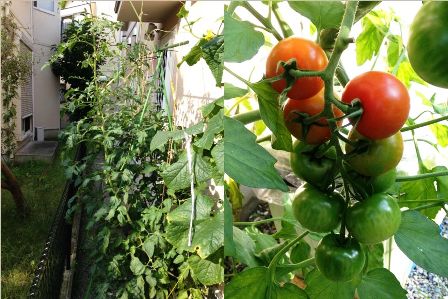 �g�}�g�̖�