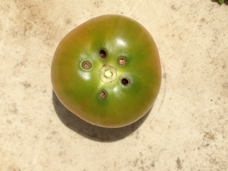 �g�}�g�̊Q���ɂ���Q