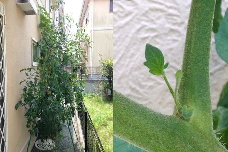 �g�}�g�̓E�S