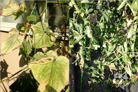 ��؂̃_���[�W