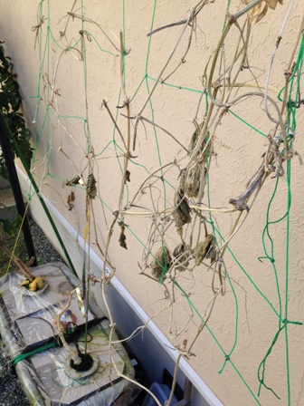 �L���E���͂��