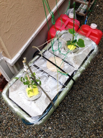 �A���t����̗l�q