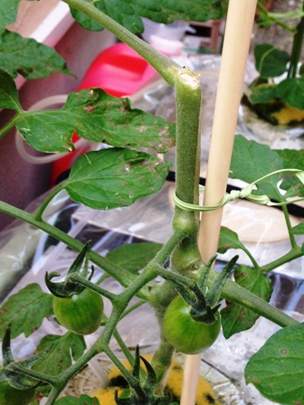 �����Ńg�}�g�_���[�W