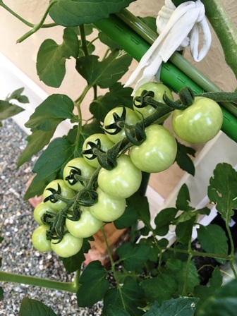 �A���ւ����~�j�g�}�g�̗l�q