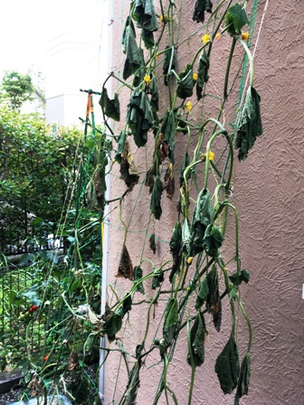 �ˑR�͂ꂽ�L���E��