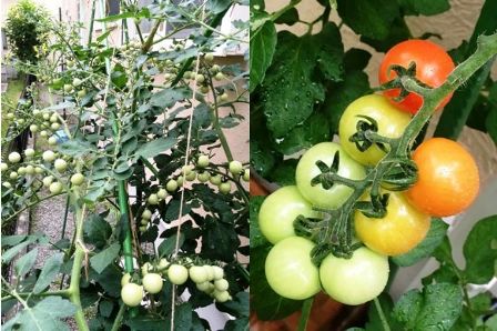 �~�j�g�}�g�̎�