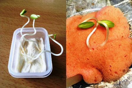 �L���E���ĐA���t��