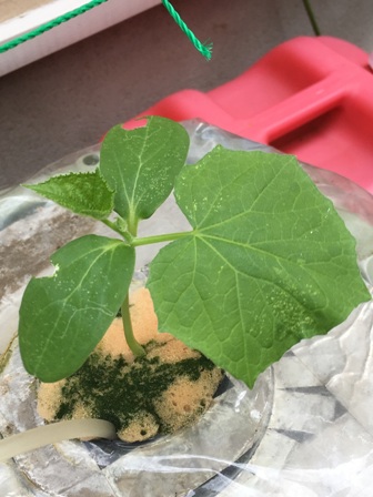 �L���E���̗l�q