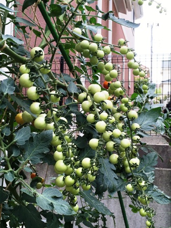 �~�j�g�}�g�̗l�q