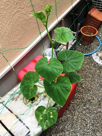 �ĐA�t�����L���E���̗l�q