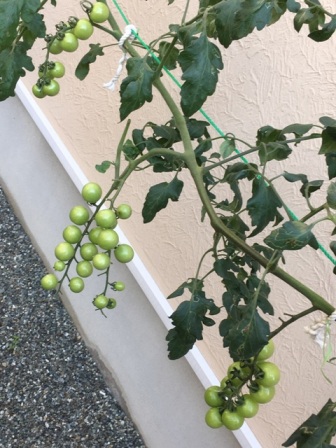 ���݂̃g�}�g�̗l�q