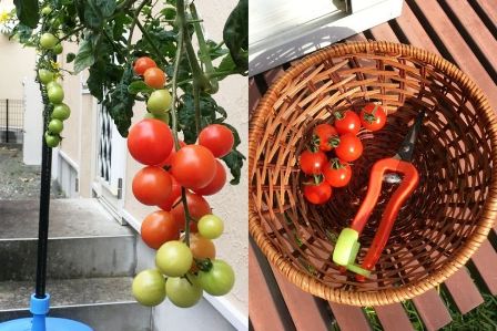 1�T�Ԃ�5�y�[�X�I�H