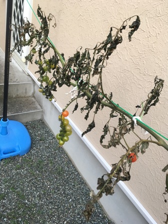 ���V�[�Y���I��