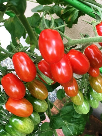 �^���Ԃɐ��܂����g�}�g