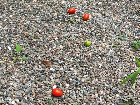 �g�}�g�̗���