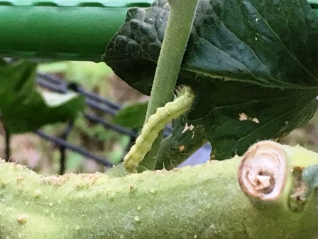 �n�}�L�K�̗c���H