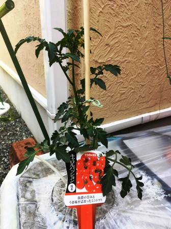 �A���t��