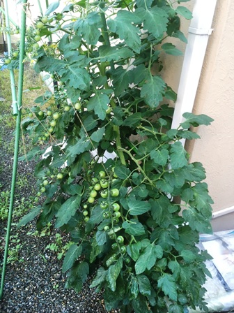 ��������̎�