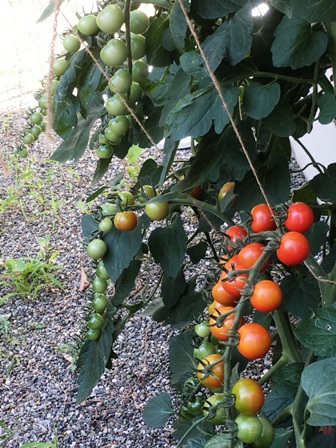 �n�����~�j�g�}�g