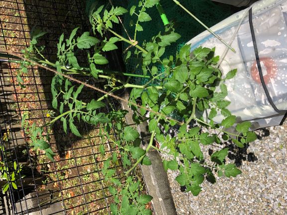 6�{�d����