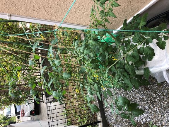 �����̗l�q