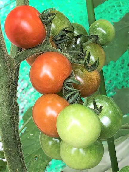 ���n�܂���