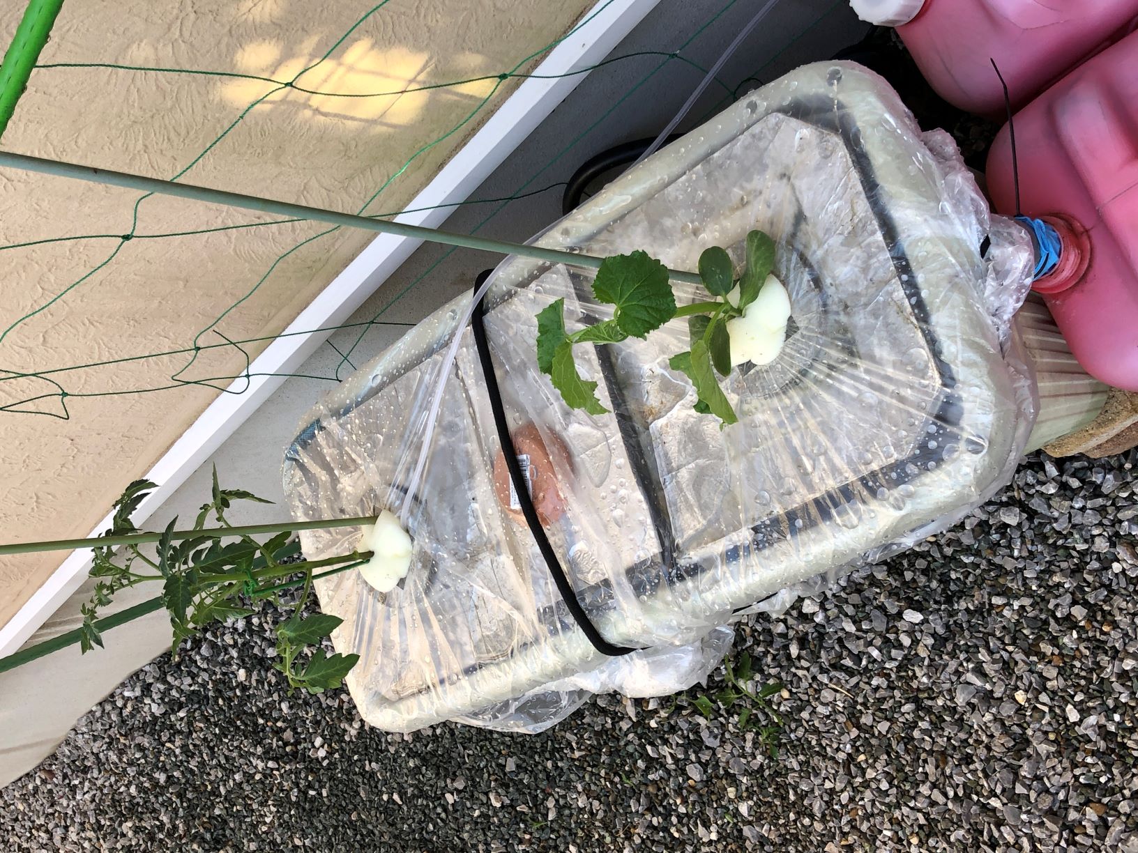 �g�}�g�Ƃ��イ��A���t��