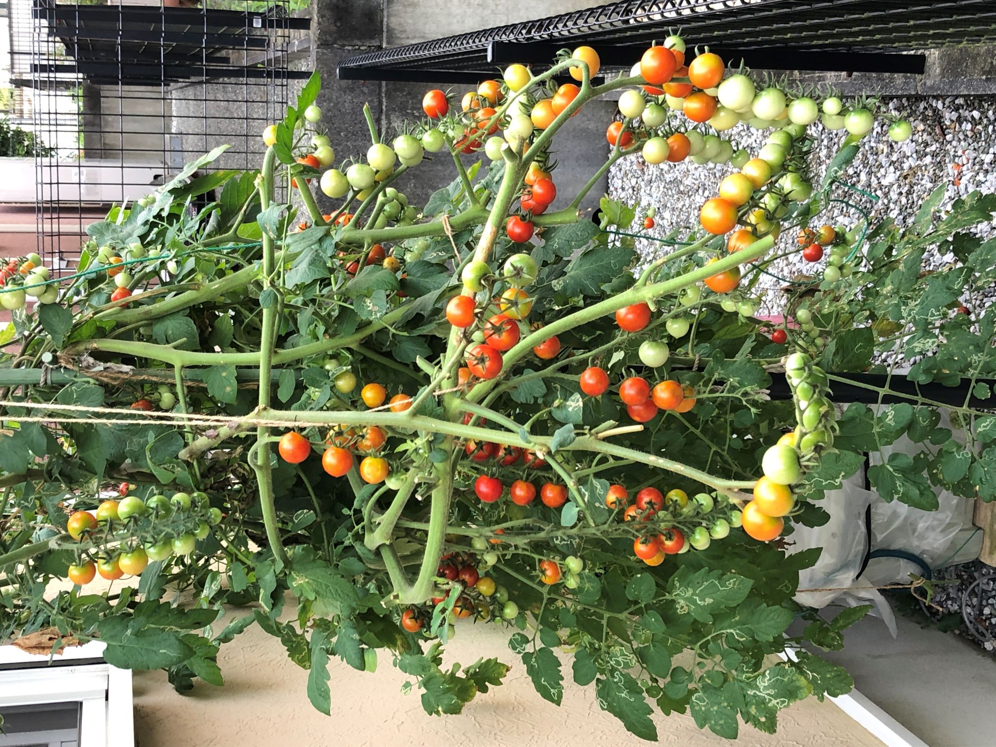 ���n�̍Ő���