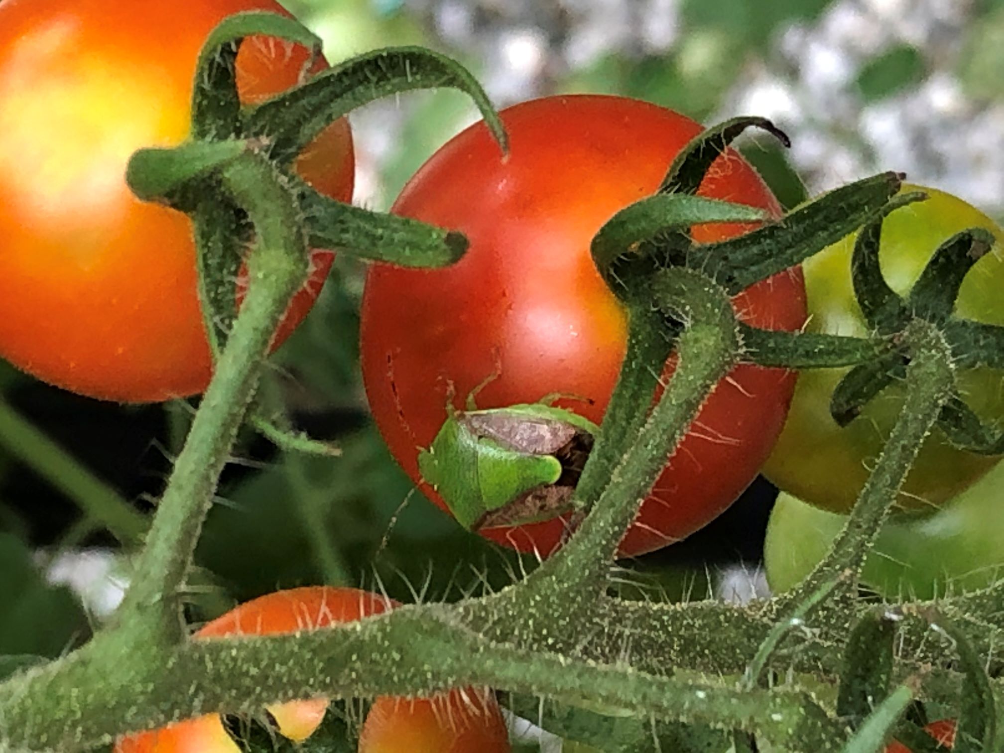 �J�����V