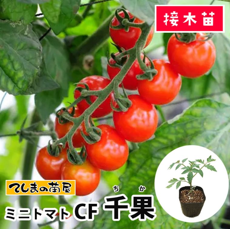 �~�j�g�}�g���